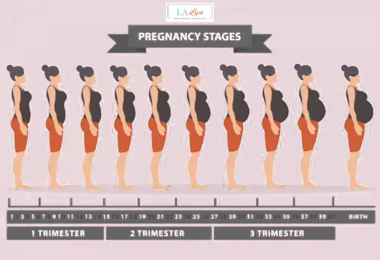 First Trimester (Weeks 1–12): Early Changes You Might Not Notice Chester